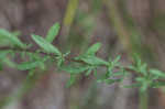 Gray goldenrod